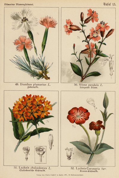 Dianthus Plumarius, Silene Pendula, Lychnis Chalcedonica, Lychnis Coronaria da (after) German School