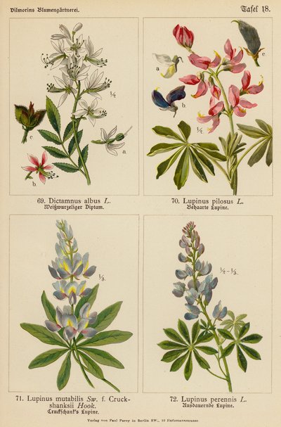 Dictamnus Albus, Lupinus Pilosus, Lupinus Mutabilis, Lupinus Perennis (litografia a colori) da (after) German School