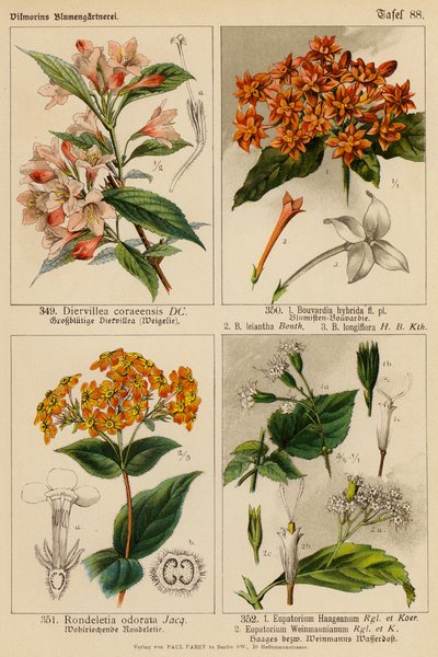 Diervillea Coraeensis, Bouvardia Hybrida, Bouvardia Leiantha, Bouvardia Longiflora, Rondeletia Odorata, Eupatorium Haageanum, Eupatorium Weinmaunianum da (after) German School