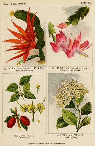 Epiphyllum Gaertneri, Epiphyllum Truncatum, Cornus Mas, Viburnum Tinus da (after) German School