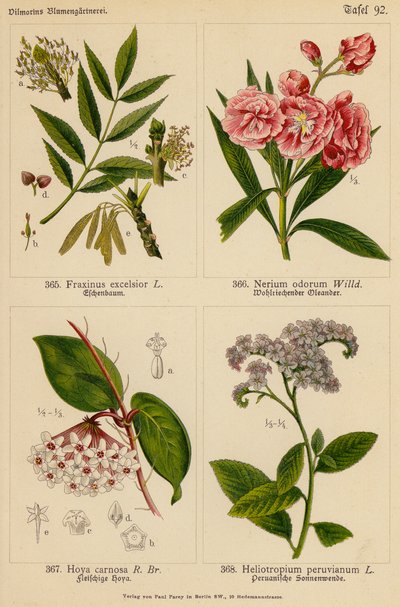 Fraxinus Excelsior, Nerium Odorum, Hoya Carnosa, Heliotropium Peruvianum da (after) German School
