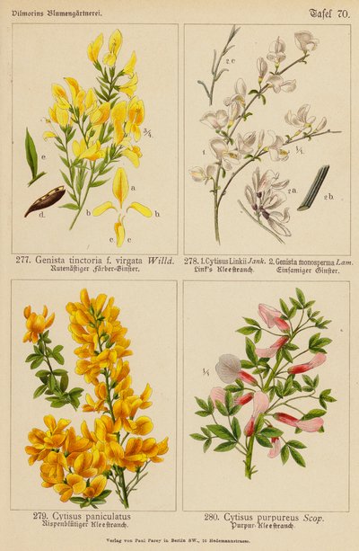 Genista Tinctoria, Cytisus Linkii, Genista Monosperma, Cytisus Paniculatus, Cytisus Purpureus da (after) German School