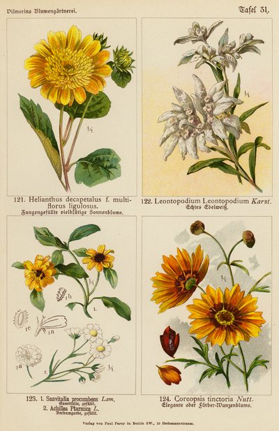 Helianthus Decapetalus, Leontopodium Leontopodium, Sanvitalia Procumbens, Achillea Ptarmica, Coreopsis Tinctoria da (after) German School
