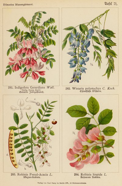 Indigofera Gerardiana, Wistaria Polystachya, Robinia Pseud-Acacia, Robinia Hispida da (after) German School