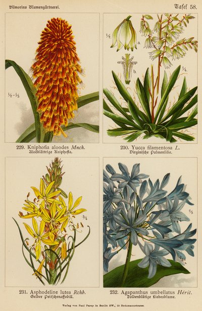 Kniphofia Aloodes, Yucca Filamentosa, Asphodeline Lutea, Agapanthus Umbellatus da (after) German School