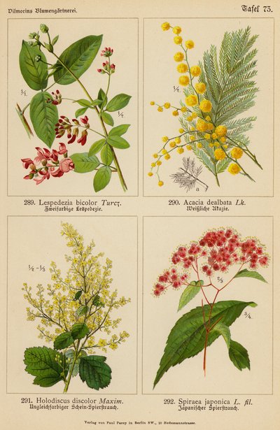 Lespedezia Bicolor, Acacia Dealbata, Holodiscus Discolor, Spiraea Japonica da (after) German School