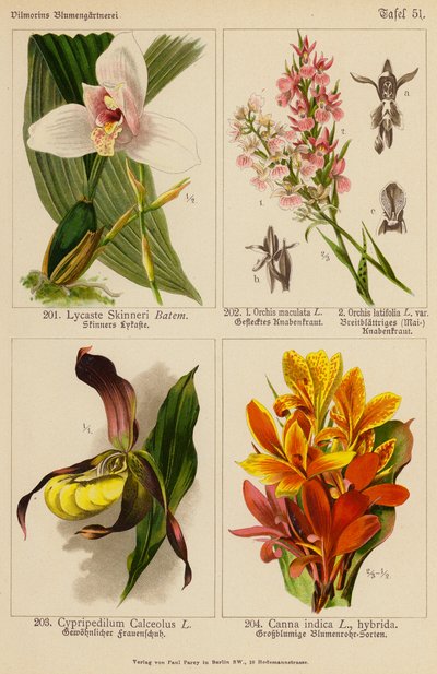 Lycaste Skinneri, Orchis Maculata, Orchis Latifolia, Cypripedilum Calceolus, Canna Indica da (after) German School