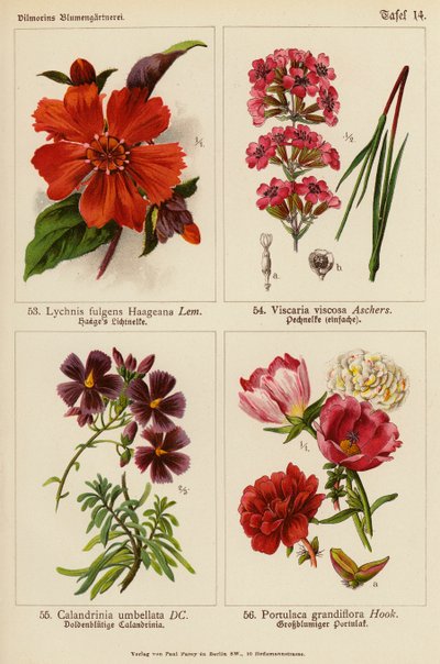 Lychnis Fulgens Haageana, Viscaria Viscosa, Calandrinia Umbellata, Portulaca Grandiflora da (after) German School