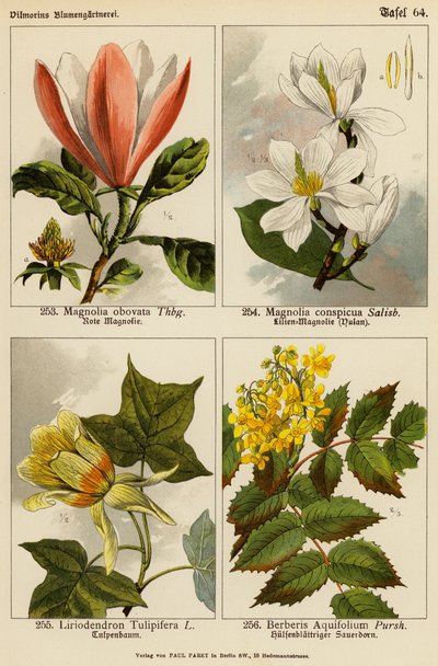 Magnolia Obovata, Magnolia Conspicua, Liriodendron Tulipifera, Berberis Aquifolium da (after) German School