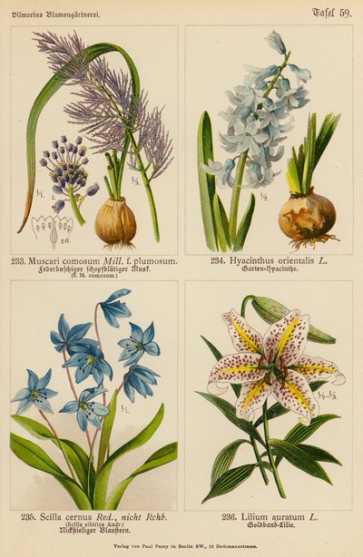 Muscari Comosum, Hyacinthus Orientalis, Scilla Cernua, Lilium Auratum da (after) German School