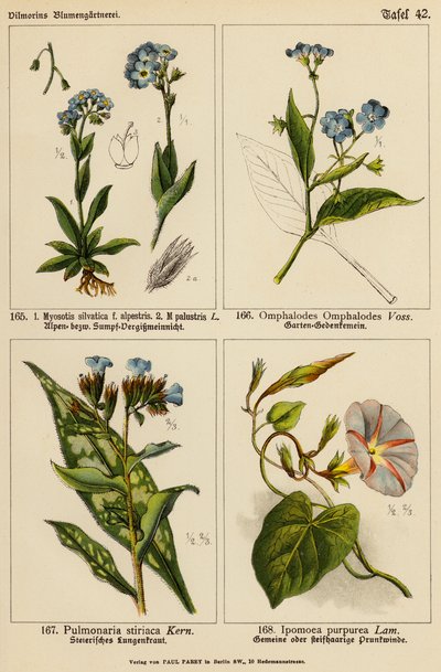 Myosotis Silvatica, Myosotis Palustris, Omphalodes Omphalodes, Pulmonaria Stiriaca, Ipomoea Purpurea da (after) German School