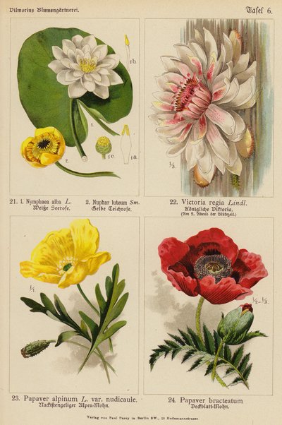 Nymphaea Alba, Nuphar Luteum, Victoria Regia, Papaver Alpinum, Papaver Bracteatum da (after) German School