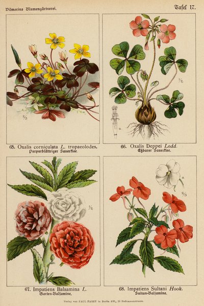 Oxalis Corniculata, Oxalis Deppei, Impatiens Balsamina, Impatiens Sultani da (after) German School