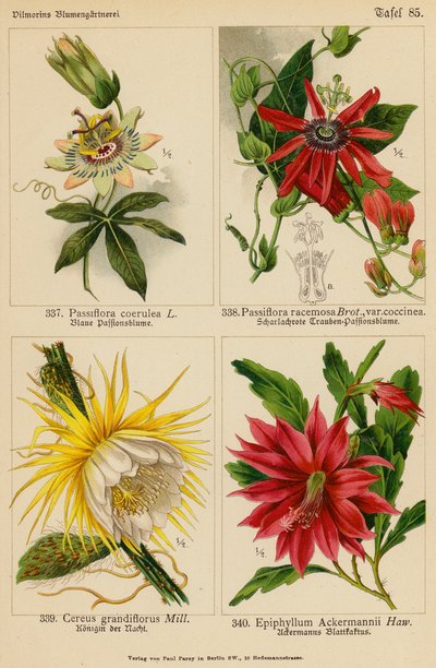Passiflora Coerulea, Passiflora Racemosa, Cereus Grandiflorus, Epiphyllum Ackermannii da (after) German School
