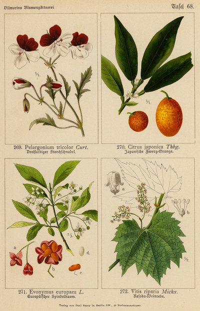 Pelargonium Tricolor, Citrus Japonica, Evonymus Europaea, Vitis Riparia da (after) German School