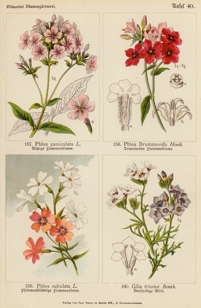 Phlox Paniculata, Phlox Drummondii, Phlox Subulata, Gilia Tricolor da (after) German School