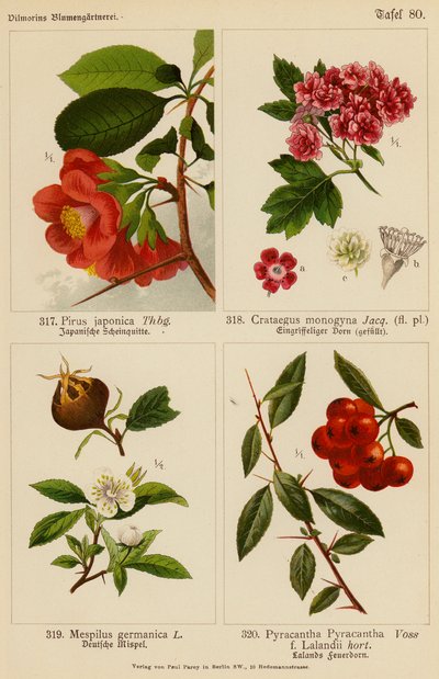 Pirus Japonica, Crataegus Monogyna, Mespilus Germanica, Pyracantha Pyracantha da (after) German School