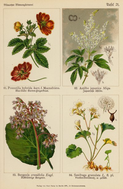 Potentilla Hybrida, Astilbe Japonica, Bergenia Crassifolia, Saxifraga Granulata da (after) German School