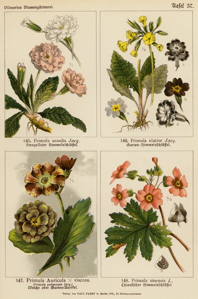 Primula Acaulis, Primula Elatior, Primula Auricula x Viscoa, Primula Pubescens, Primula Sinensis da (after) German School
