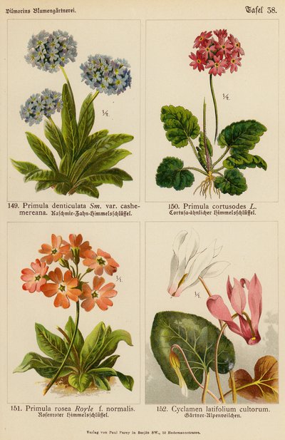 Primula Denticulata, Primula Cortusodes, Primula Rosea, Cyclamen Latifolium Cultorum da (after) German School