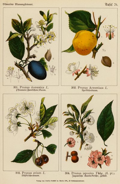 Prunus Domestica, Prunus Armeniaca, Prunus Avium, Prunus Japonica da (after) German School
