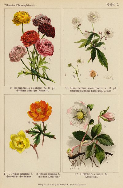 Ranunculus Asiaticus, Ranunculus Aconitifolius, Trollius Europeaeus, Trollius Asiaticus, Helleborus Niger da (after) German School