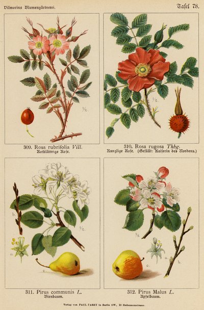 Rosa Rubrifolia, Rosa Rugosa, Pirus Communis, Pirus Malus da (after) German School