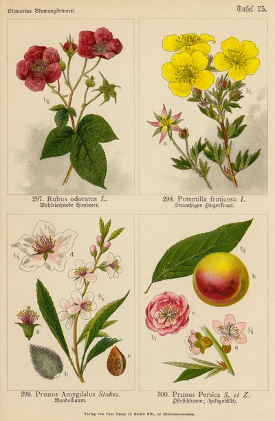 Rubus Odoratus, Potentilla Fruticosa, Prunus Amygdalus, Prunus Persica da (after) German School