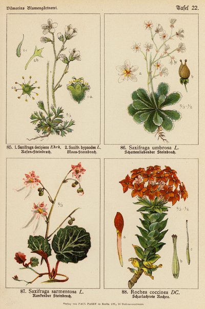 Saxifraga Decipiens, Saxifraga Hypnodes, Saxifraga Umbrosa, Saxifraga Sarmentosa, Rochea Coccinea da (after) German School