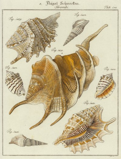 Conchiglie (incisione colorata) da (after) German School