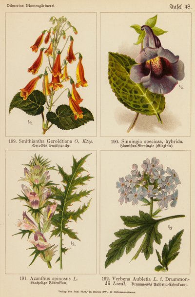 Smithiantha Geroldtiana, Sinningia Speciosa, Acanthus Spinosus, Verbena Aubletia da (after) German School