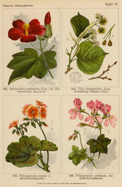 Sphaeralcea Umbellata, Tilia Platyphyllos, Pelargonium Zonale, Pelargonium Peltatum da (after) German School