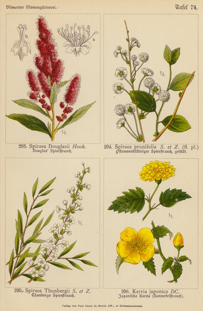 Spiraea Douglasii, Spiraea Prunifolia, Spiraea Thunbergii, Kerria Japonica da (after) German School