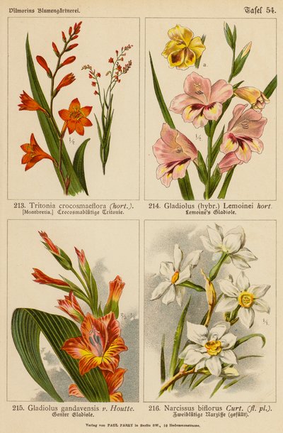 Tritonia Crocosmaeflora, Gladiolus Lemoinei, Gladioulus Gandavensis, Narcissus Biflorus da (after) German School