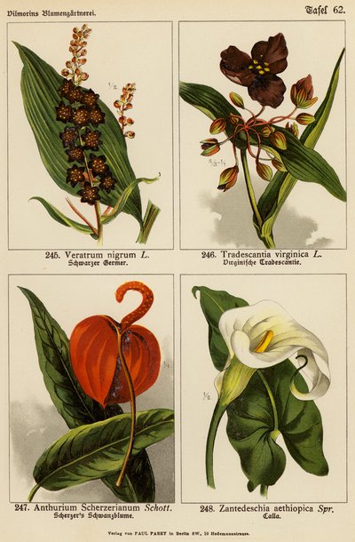 Veratrum Nigrum, Tradescantia Virginica, Anthurium Scherzerianum, Zantedeschia Aethiopica da (after) German School