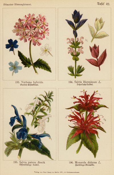 Verbena Hybrida, Salvia Horminum, Salvia Patens, Monarda Didyma da (after) German School