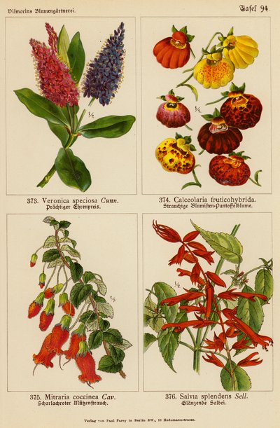 Veronica Speciosa, Calceolaria Fruticohybrida, Mitraria Coccinea, Salvia Splendens da (after) German School
