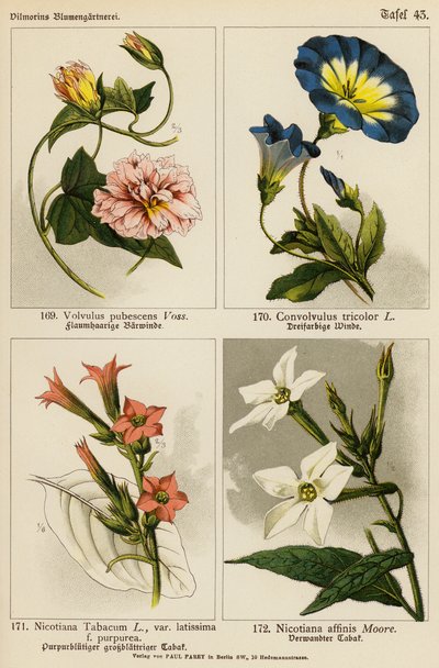 Volvulus Pubescens, Convolvulus Tricolor, Nicotiana Tabacum, Nicotiana Affinis da (after) German School