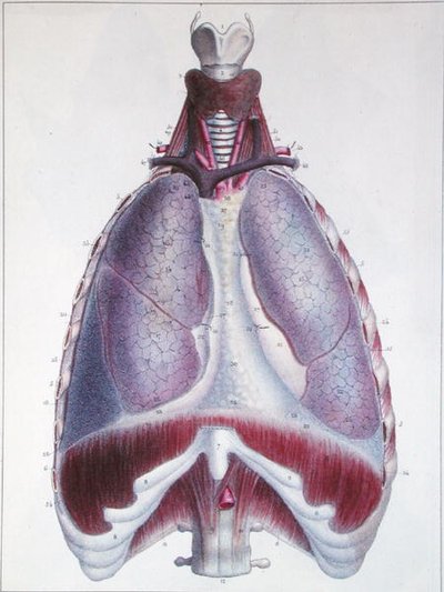 Anatomia dei polmoni, da 