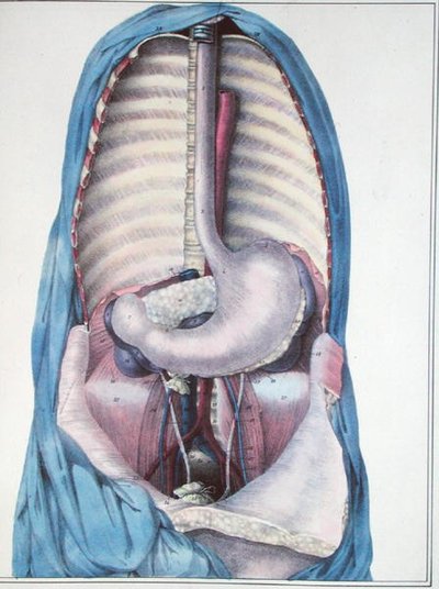 Anatomia dell