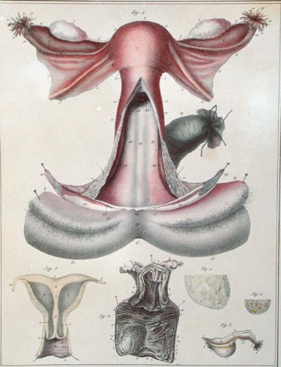 Anatomia dell