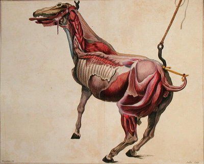 Cavallo scuoiato, da 