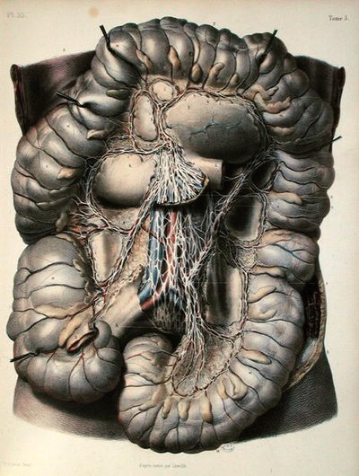I nervi del grande intestino, Il cervello, tavola da 