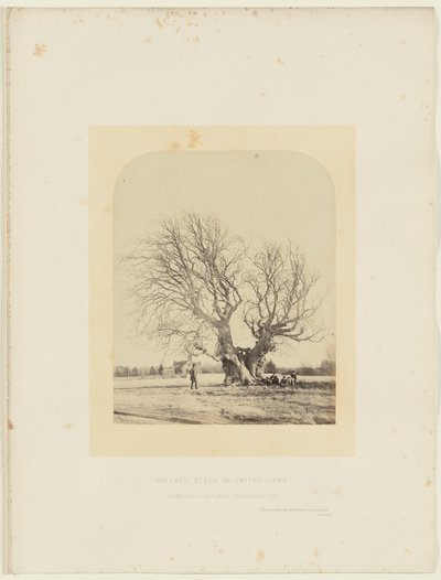 Faggio di Pollard sul prato di Smith da 14th Earl of Caithness James Sinclair