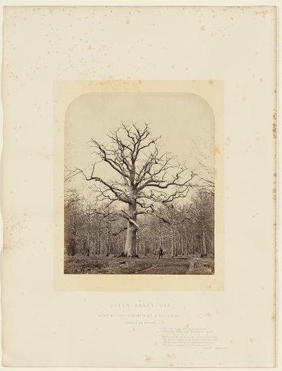 Quercia della Regina Anna da 14th Earl of Caithness James Sinclair