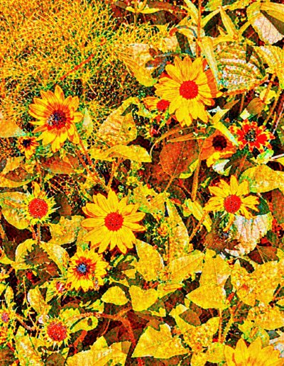 Girasoli per Van Gogh. da Margareta Uliarte