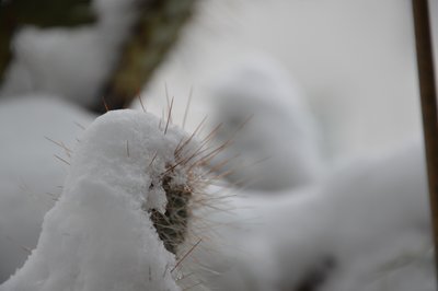 Cactus in inverno da Detlef Georgi