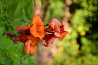 Rose immortalate su uno sfondo morbido, naturale e artistico. da Albert Mansour