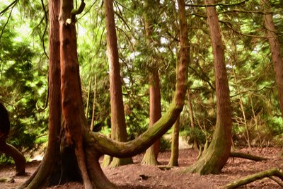Pittura a olio: Natura e foresta da Albert Mansour