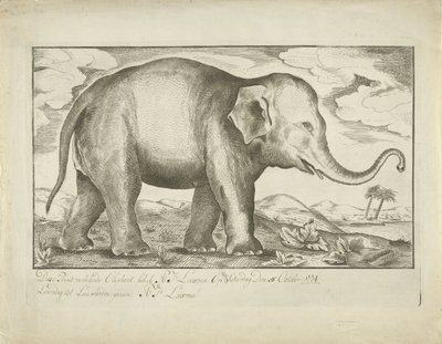 Elefante da A.J. Looxma
